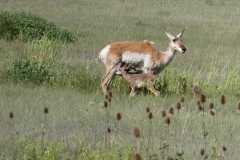 Pronghorns are not antelope, but they are genetically related