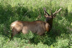 Young Elk