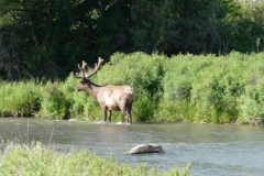 Mature Elk, antlers are fuzzy because it's spring