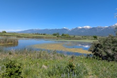 More marshes