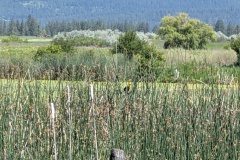 See the yellow headed blackbird? They love marshes. They breed across the western US and Canada.