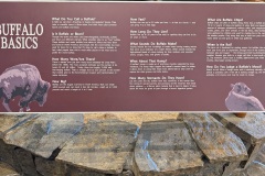 Most people call them bison