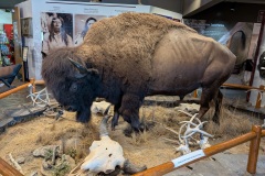 Bison can weigh up to 2000 lbs