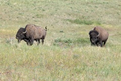 More bison