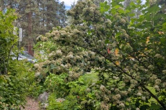 Not sure what this bush is...