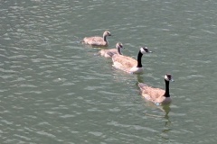 Canada Geese family