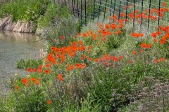 Beautiful flowers by house on the river