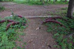 What happened to this spider's body?