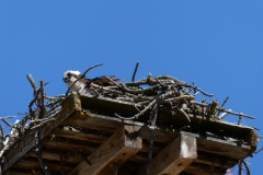Osprey in nest