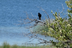 Red winged blackbird