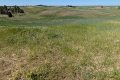 Rolling Hills
