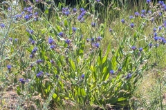Flowering bush