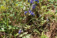 More Spring blooms