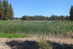 Wetland