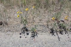 Roadside color