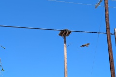Osprey flying to its nest