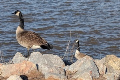 Two geese at the end of a rocky jetty in Wes Watkins Lake