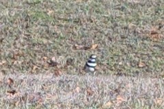 Killdeer (Charadrius vociferus), a medium-sized plover
