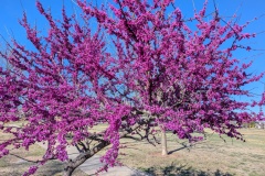 Eastern Redbud, a small deciduous tree or large shrub with vibrant pink-to-magenta spring blossoms