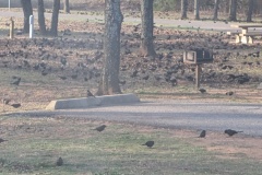 Last day in Wes Watkins RV park, large flock of American blackbirds