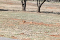 A pair of prairie dogs foraging near their burrow mound on a grassy, reddish-dirt plain