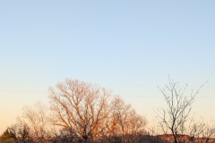 The sun is low, just lighting up the tree tops