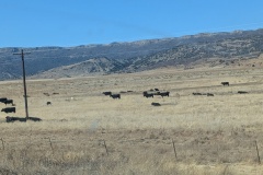 Lots of cattle grazing, with hills all around