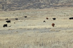 Lots of young calves too
