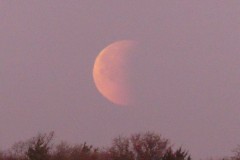 The moon is fading because the daylight is coming, it's closer to the treetops
