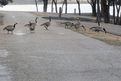 Back at the park, lots of geese