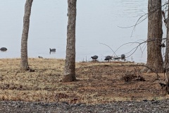 and American Coots