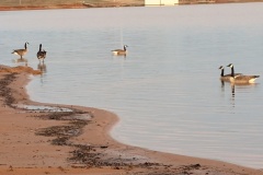 Geese settling in