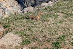 Ground Squirrel