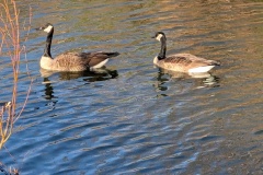 Canada Geese