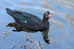 Muscovy Duck