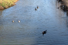 Lots of different species of birds, a pair of mallards on the left