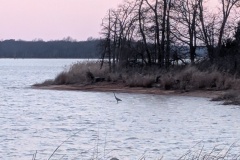 Back at the park, Great Blue Heron