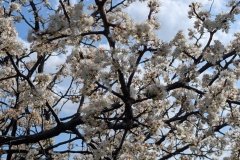 Mexican Plum tree
