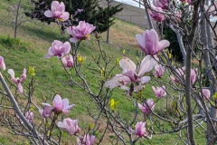 Saucer Magnolia