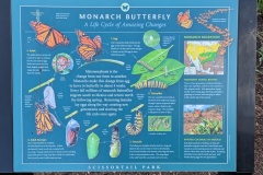 Monarch Butterfly Info