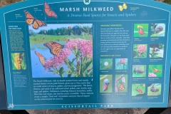 Marsh Milkweed
