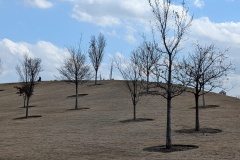 Large lawn area on hillside with new trees. See the Scissortail towers?
