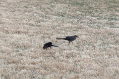 Great-tailed Grackles, a type of black bird