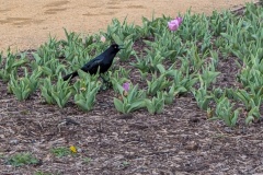 This is another great-tailed grackle.