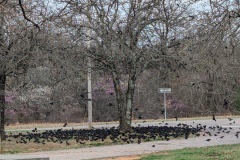 Next morning, a HUGE group of black birds, probably grackles