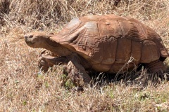 Tortoise - looks like he's covered in mud