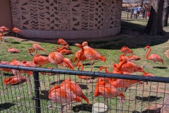 Flamingoes - I've never seen any so brightly colored!