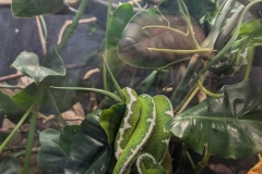 Inside the reptile house - so many kinds of snakes and other creatures!