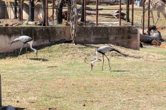 Wattled Cranes, the largest crane in Africa
