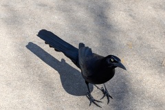Male Great-tailed Grackle, a large species of blackbird native to North and South America